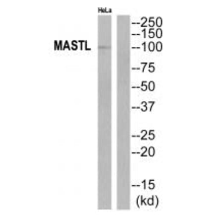 Western blot - MASTL Antibody from Signalway Antibody (35289) - Antibodies.com