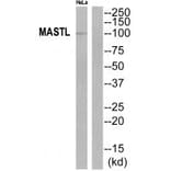 Western blot - MASTL Antibody from Signalway Antibody (35289) - Antibodies.com