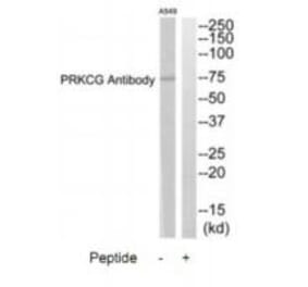 Western blot - PRKCG Antibody from Signalway Antibody (35294) - Antibodies.com