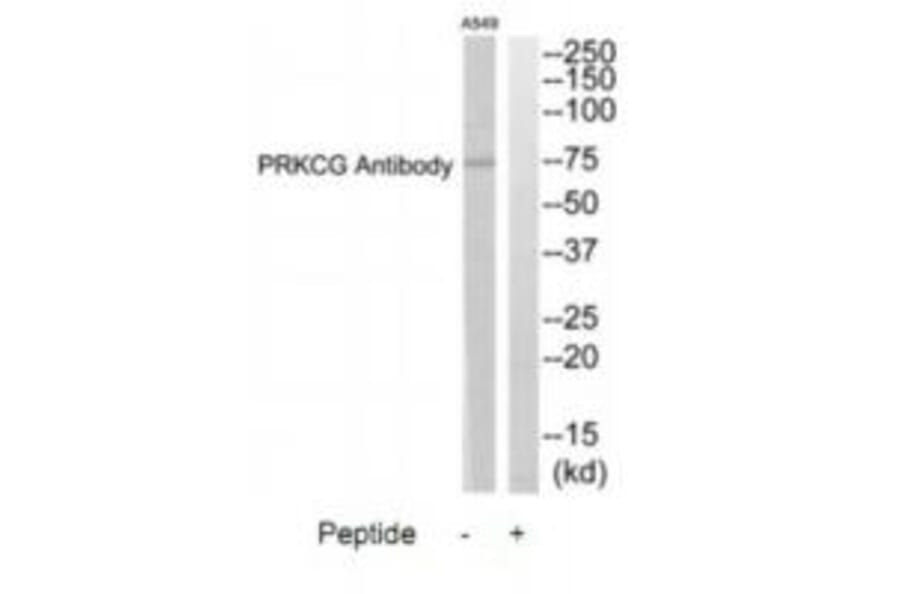 Western blot - PRKCG Antibody from Signalway Antibody (35294) - Antibodies.com