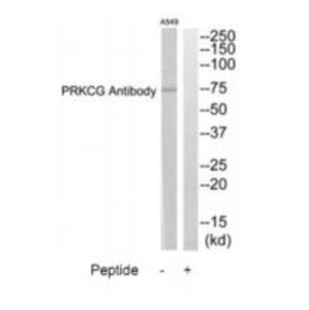 Western blot - PRKCG Antibody from Signalway Antibody (35294) - Antibodies.com