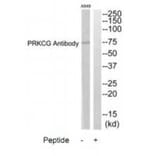 Western blot - PRKCG Antibody from Signalway Antibody (35294) - Antibodies.com
