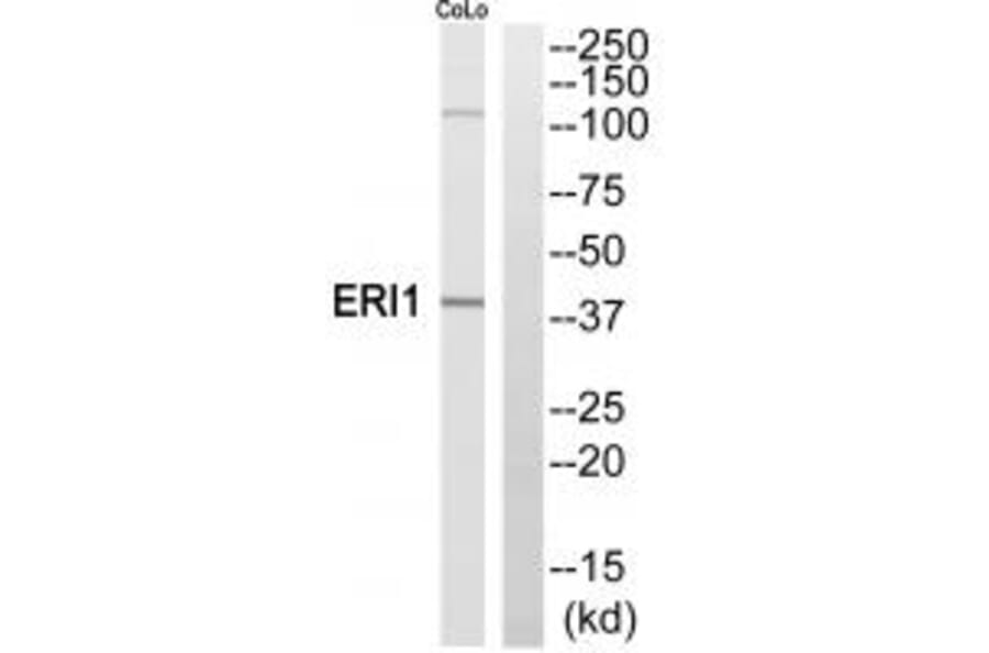 Western blot - ERI1 Antibody from Signalway Antibody (35304) - Antibodies.com