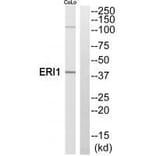 Western blot - ERI1 Antibody from Signalway Antibody (35304) - Antibodies.com