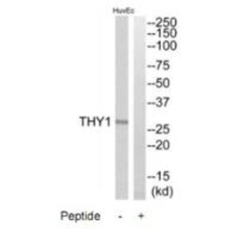 Western blot - THY1 Antibody from Signalway Antibody (35307) - Antibodies.com