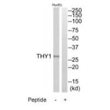 Western blot - THY1 Antibody from Signalway Antibody (35307) - Antibodies.com