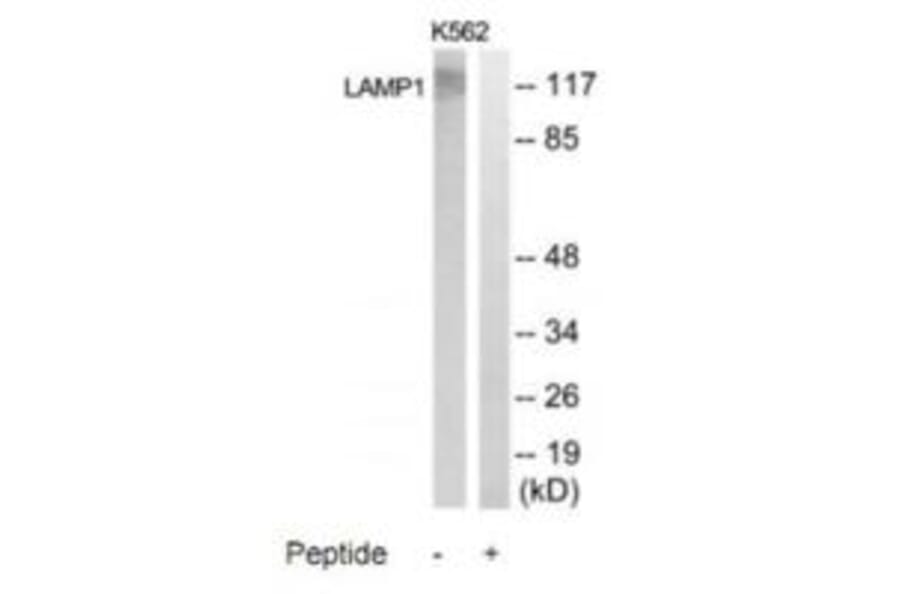Western blot - LAMP1 Antibody from Signalway Antibody (35308) - Antibodies.com