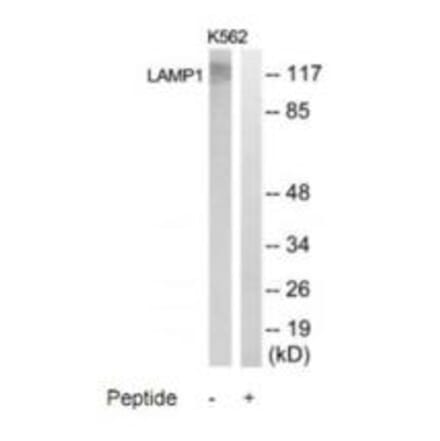 Western blot - LAMP1 Antibody from Signalway Antibody (35308) - Antibodies.com