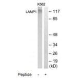 Western blot - LAMP1 Antibody from Signalway Antibody (35308) - Antibodies.com