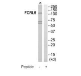 Western blot - FCRL5 Antibody from Signalway Antibody (35315) - Antibodies.com