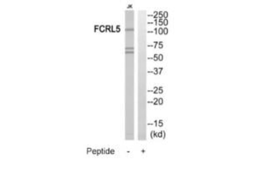 Western blot - FCRL5 Antibody from Signalway Antibody (35315) - Antibodies.com