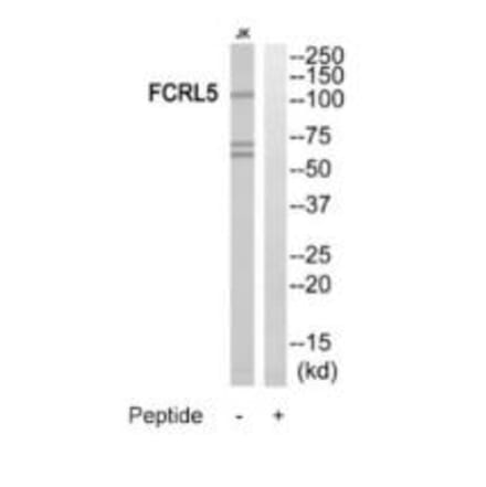 Western blot - FCRL5 Antibody from Signalway Antibody (35315) - Antibodies.com