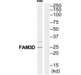 Western blot - FAM3D Antibody from Signalway Antibody (35324) - Antibodies.com