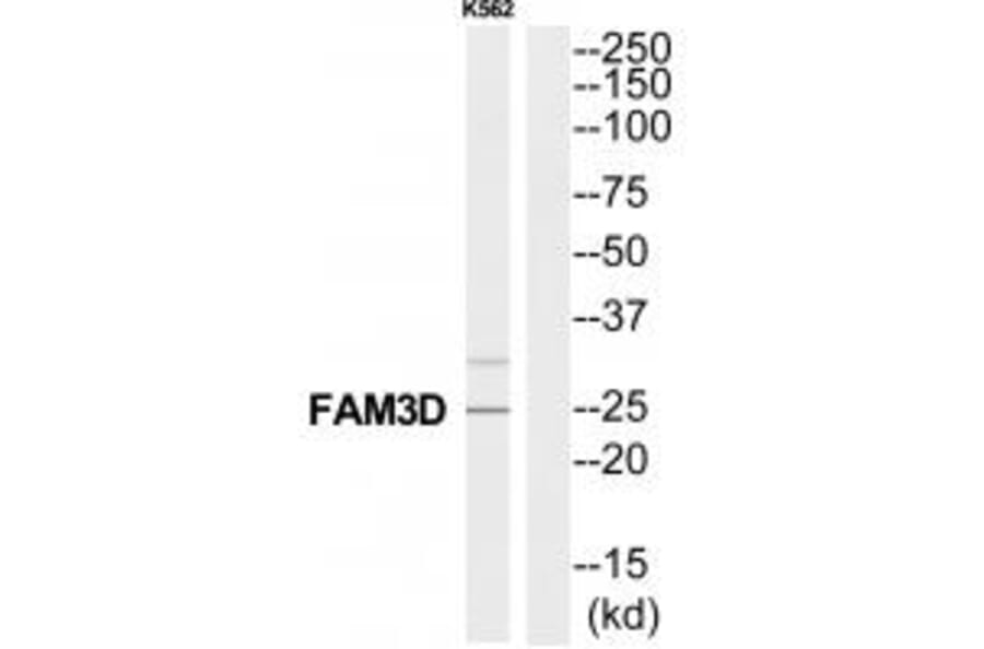 Western blot - FAM3D Antibody from Signalway Antibody (35324) - Antibodies.com