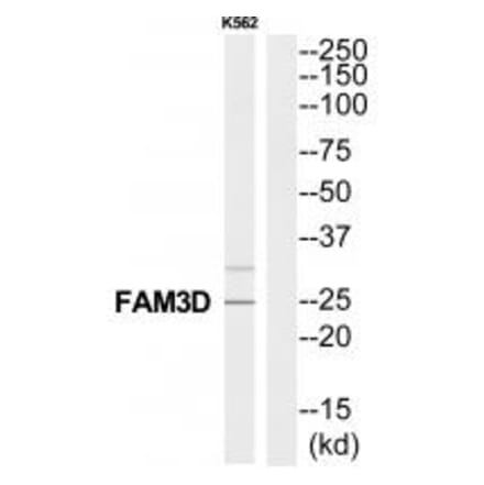 Western blot - FAM3D Antibody from Signalway Antibody (35324) - Antibodies.com