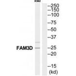 Western blot - FAM3D Antibody from Signalway Antibody (35324) - Antibodies.com