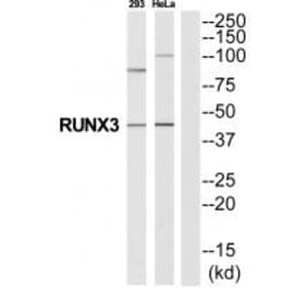 Western blot - RUNX3 Antibody from Signalway Antibody (35327) - Antibodies.com
