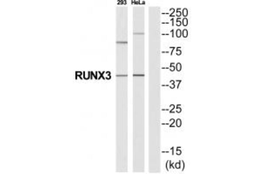 Western blot - RUNX3 Antibody from Signalway Antibody (35327) - Antibodies.com