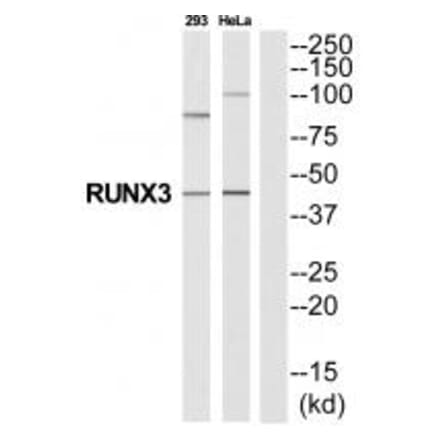 Western blot - RUNX3 Antibody from Signalway Antibody (35327) - Antibodies.com