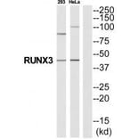 Western blot - RUNX3 Antibody from Signalway Antibody (35327) - Antibodies.com