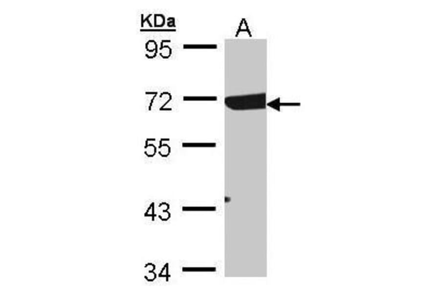 Rad17 Antibody from Signalway Antibody (35336) - Antibodies.com