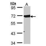 Rad17 Antibody from Signalway Antibody (35336) - Antibodies.com