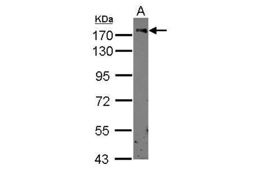 CD11b Antibody from Signalway Antibody (35349) - Antibodies.com