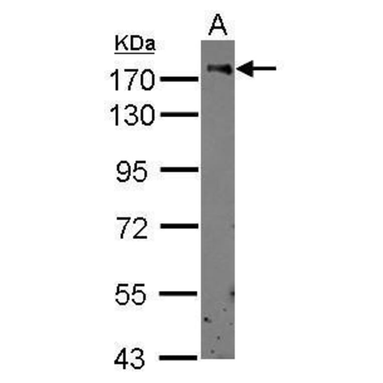 CD11b Antibody from Signalway Antibody (35349) - Antibodies.com