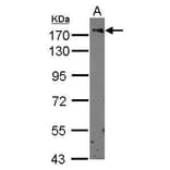 CD11b Antibody from Signalway Antibody (35349) - Antibodies.com