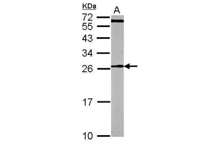 CDC42 Antibody from Signalway Antibody (35353) - Antibodies.com