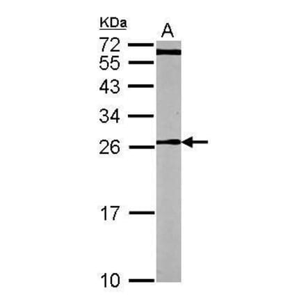 CDC42 Antibody from Signalway Antibody (35353) - Antibodies.com