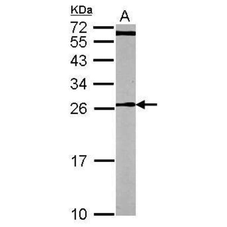 CDC42 Antibody from Signalway Antibody (35353) - Antibodies.com