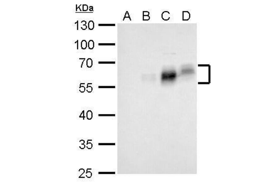 c-Fos Antibody from Signalway Antibody (35359) - Antibodies.com