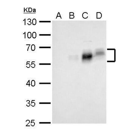 c-Fos Antibody from Signalway Antibody (35359) - Antibodies.com
