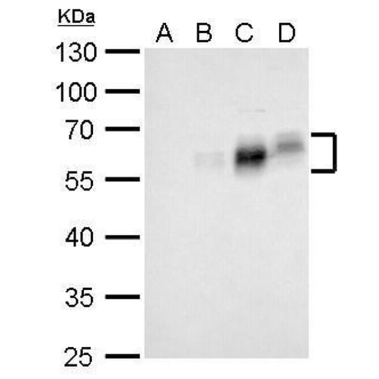 c-Fos Antibody from Signalway Antibody (35359) - Antibodies.com