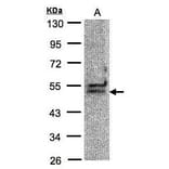 UAP56 Antibody from Signalway Antibody (35371) - Antibodies.com