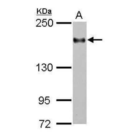 CD11a Antibody from Signalway Antibody (35374) - Antibodies.com
