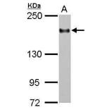 CD11a Antibody from Signalway Antibody (35374) - Antibodies.com