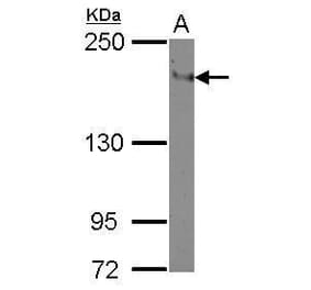 CD11a Antibody from Signalway Antibody (35375) - Antibodies.com
