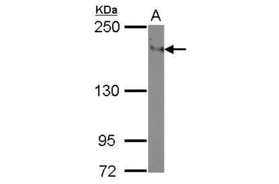 CD11a Antibody from Signalway Antibody (35375) - Antibodies.com