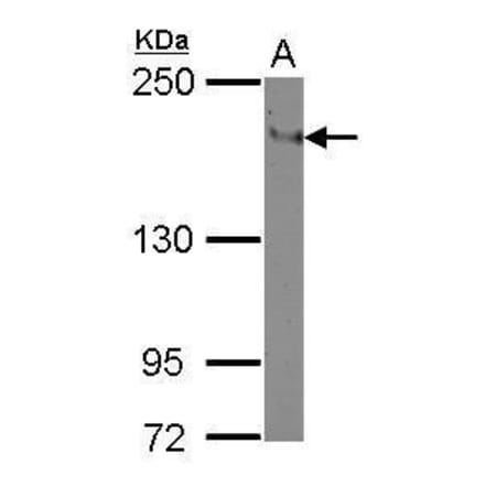 CD11a Antibody from Signalway Antibody (35375) - Antibodies.com