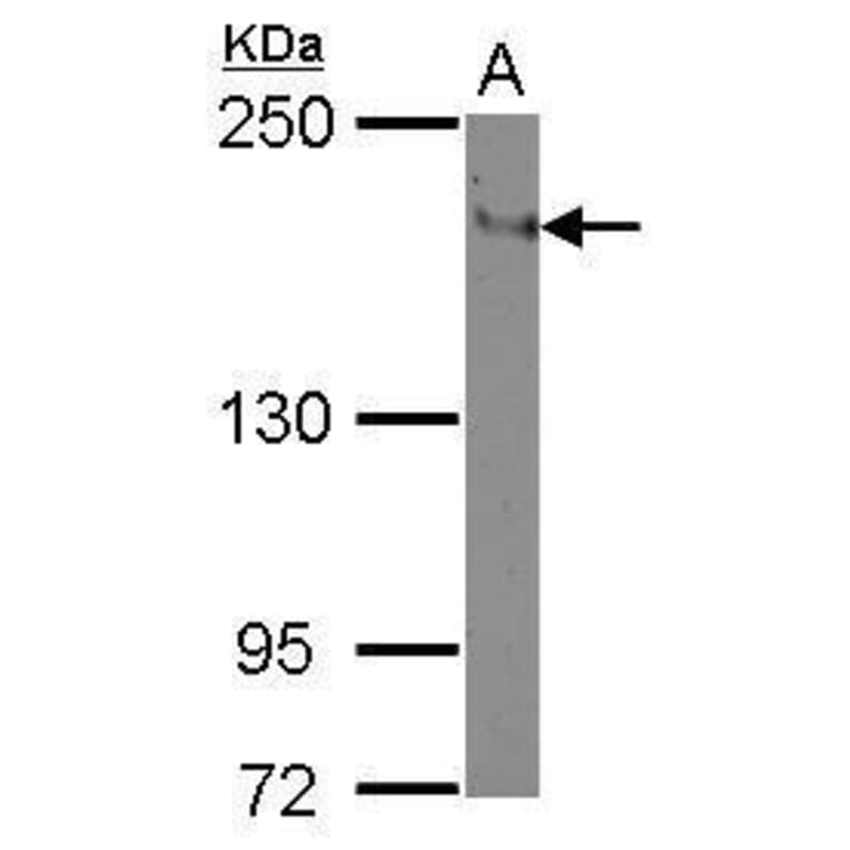 CD11a Antibody from Signalway Antibody (35375) - Antibodies.com