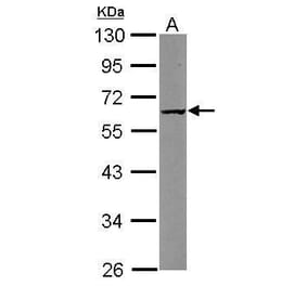 CARD8 Antibody from Signalway Antibody (35388) - Antibodies.com