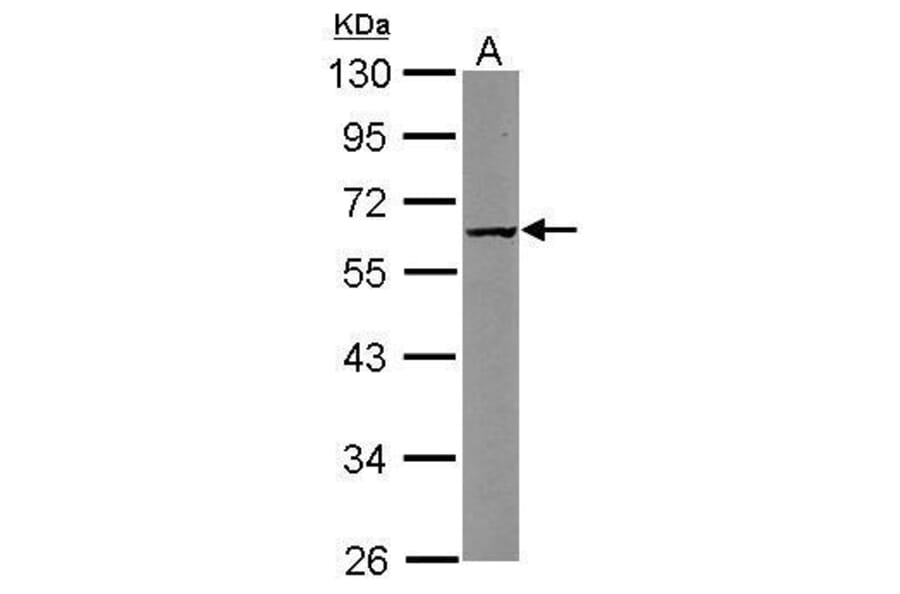 CARD8 Antibody from Signalway Antibody (35388) - Antibodies.com