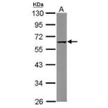 CARD8 Antibody from Signalway Antibody (35388) - Antibodies.com