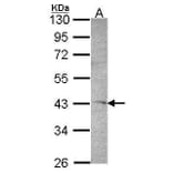 DRAK1 Antibody from Signalway Antibody (35391) - Antibodies.com