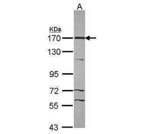 ASPP2 Antibody from Signalway Antibody (35393) - Antibodies.com