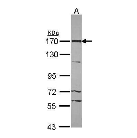 ASPP2 Antibody from Signalway Antibody (35393) - Antibodies.com