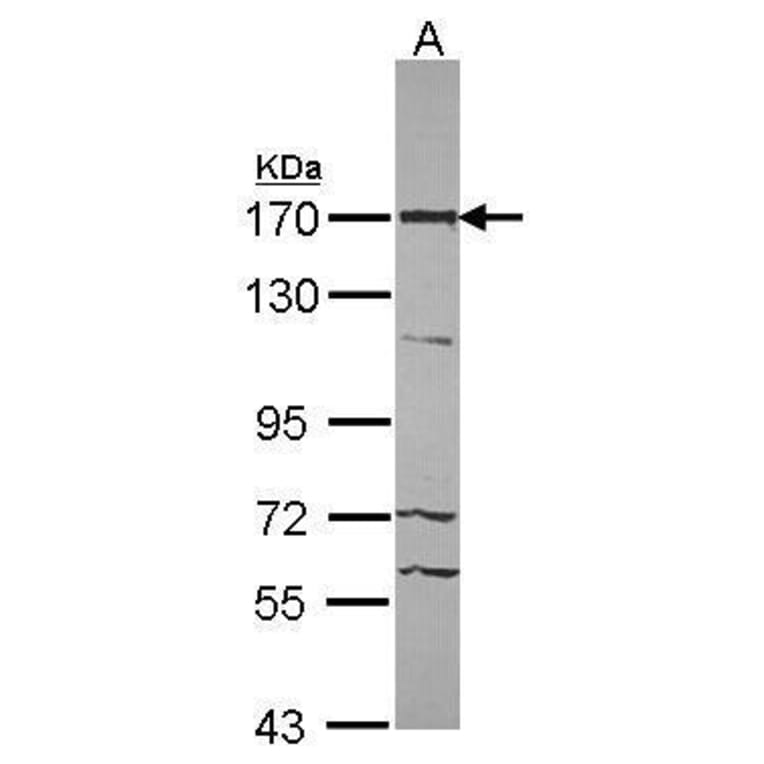 ASPP2 Antibody from Signalway Antibody (35393) - Antibodies.com
