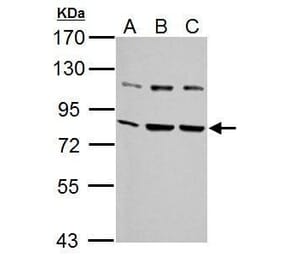 Grp78 Antibody from Signalway Antibody (35394) - Antibodies.com